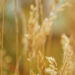 SANAM, IRAN – Un’iraniana in Italia durante un corteo